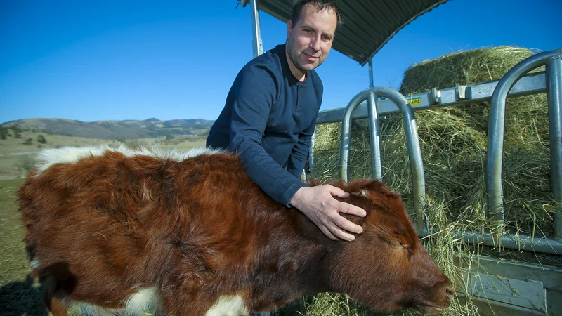 Fotografija: Gregor Slavec – v njegovem kraljestvu je tudi cikasto govedo.
FOTO: Jože Suhadolnik