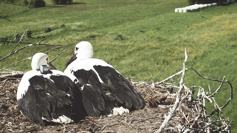 Fotografija: Štorklja Bela z GPS-nahrbtnikom pred odhodom na jug leta 2019 FOTO: Miha Fras
