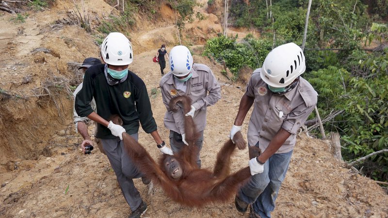 Fotografija: Prizori orangutanov, ki izgubljajo svoj dom in jih lokalci odnašajo na varno, kakršen je ta na fotografiji s plantaže palmovega olja na jugu Sumatre, so vse pogostejši. FOTO: Antara/Reuters
