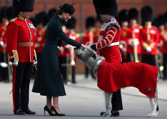 Britanska Catherine, vojvodinja Cambriška, podari tradicionalno vejico šentjanževke maskoti 1. bataljona irske garde, irskemu volčjemu hrtu Turlough Moru in njegovemu vodniku bobnarju Adamu Walshu, med parado na dan svetega Patrika v vojašnici Mons v Aldershotu, jugozahodno od Londona. Foto: Adrian Dennis/Afp