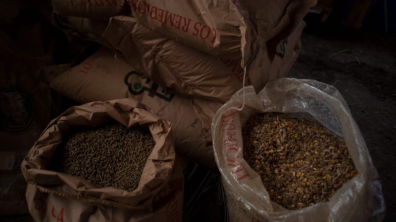 Fotografija: Od uvoza žita je močno odvisna vrsta držav, predvsem v Afriki in na Bližnjem vzhodu. FOTO: Jorge Guerrero/AFP
