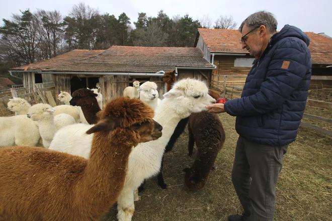 Prijazne in prijetne alpake so takoj prišle h gospodarju. FOTO: Jože Pojbič/Delo
