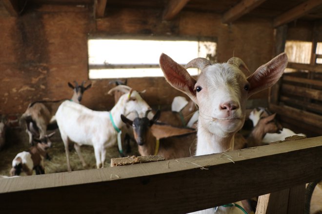 Na kmetiji Mali raj imajo poleg alpak tudi koze, ovce, osla, mačke in psa. FOTO: Jože Pojbič/Delo
