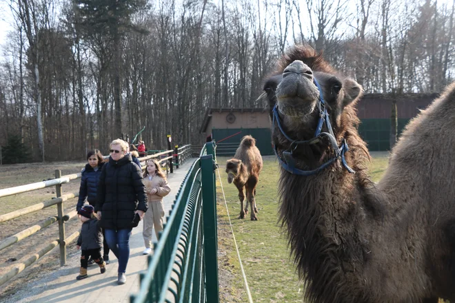Tudi dvogrbi kameli imajo v zasebnem živalskem vrtu Sikalu zoo v Boračevi. FOTO: Jože Pojbič/Delo

