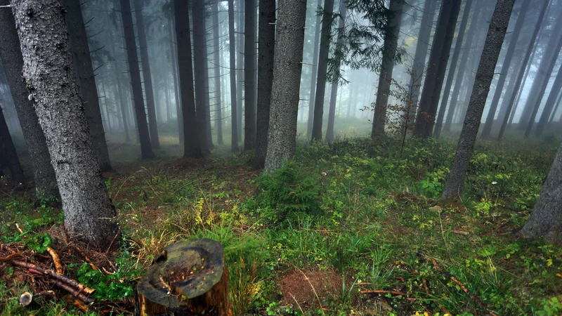 Fotografija: Pahernikovi družini so z denacionalizacijo premoženje vrnili šele po osamosvojitvi Slovenije. Posestvo obsega bogata rastišča mešanih gozdov jelke, smreke in bukve. Foto Tadej Regent
