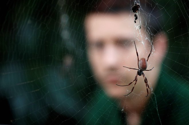 V projektu sodelujejo tudi ljudje, ki se bojijo pajkov. FOTO: Adrian Dennis/AFP

