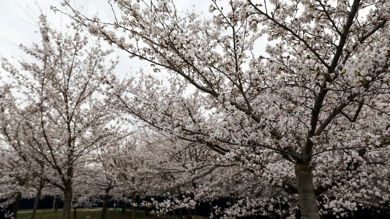 Fotografija: Japonske češnje simbolizirajo pomlad, zaupanje in ljubezen, ko se združijo s cvetenjem domačih češenj, pa tudi povezavo daljne vzhodne kulture z našo. FOTO: Črt Piksi/Delo