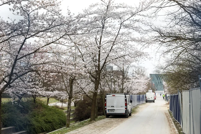 Japonske češnje v Ljubljani. FOTO: Črt Piksi/Delo
