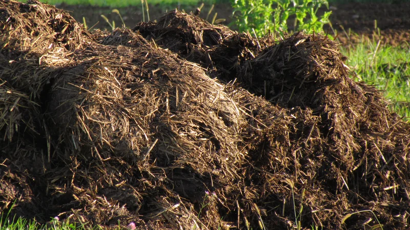 Fotografija: Gnoj bi lahko v večji meri uporabili za proizvodnjo biometana, dobili pa manj agresivno gnojilo. FOTO: Jerneja Jošar
