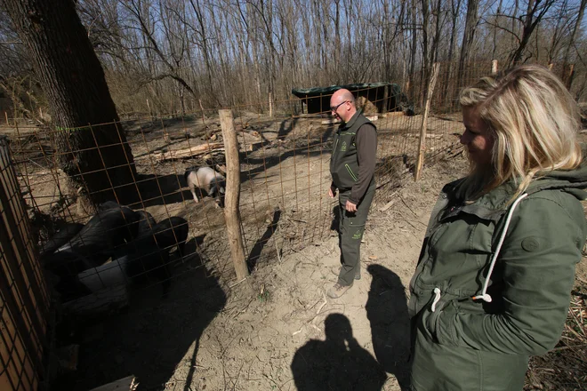 Zdenko Brunec in Viktorija Salaj sta zadolžena za gozdarski del projekta Natura Mura. FOTO: Jože Pojbič/Delo
