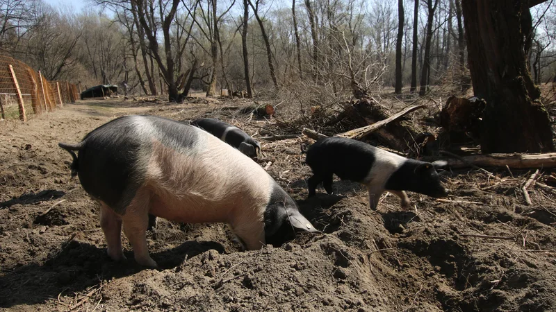 Fotografija: Prašiči lendavskega ekološkega rejca Vinka Ferenčaka si nagonsko iščejo hrano z brskanjem po gozdnih tleh in z izkopavanjem koreninic, črvov in žuželk. FOTO: Jože Pojbič/Delo
