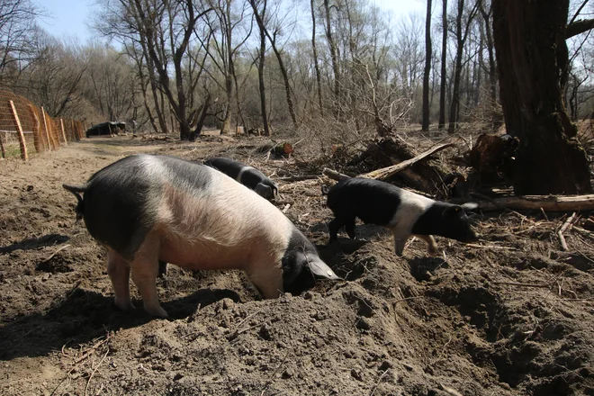 Prašiči lendavskega ekološkega rejca Vinka Ferenčaka si nagonsko iščejo hrano z brskanjem po gozdnih tleh in z izkopavanjem koreninic, črvov in žuželk. FOTO:&nbsp;Jože Pojbič/Delo
