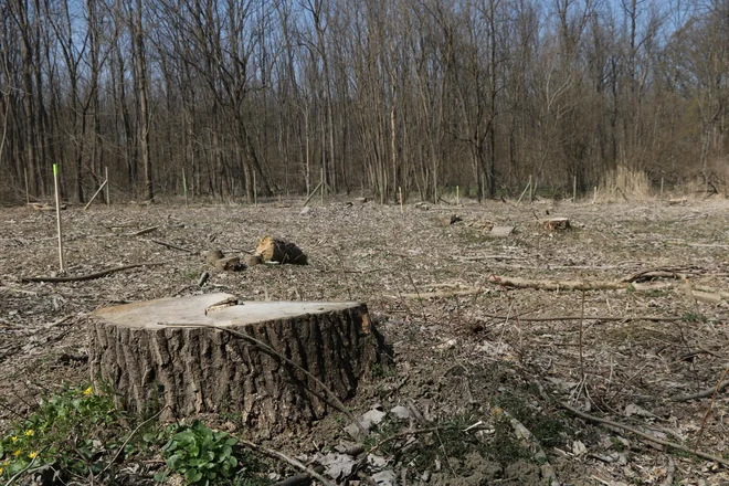 Na povsem posekani površini v Murski šumi bodo poskusili tudi z umetno obnovo mehkolesne loke s sajenjem sadik. FOTO: Jože Pojbič /Delo
