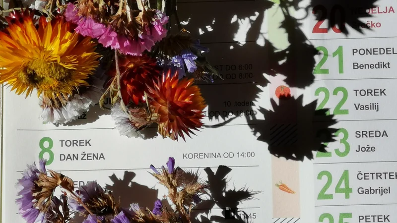 Fotografija: Osmi marec ni vedno z rožami postlan. Foto Boris Šuligoj
