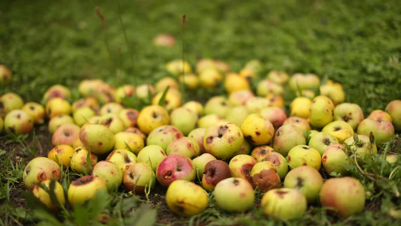 Fotografija: Do leta 2030 bi morali v EU uporabljati za polovico manj sintetičnih pesticidov. FOTO: Jure Eržen/Delo
