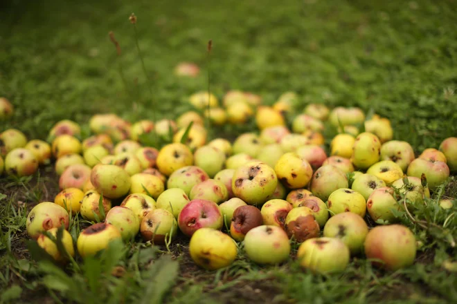 Do leta 2030 bi morali v EU uporabljati za polovico manj sintetičnih pesticidov. FOTO: Jure Eržen/Delo
