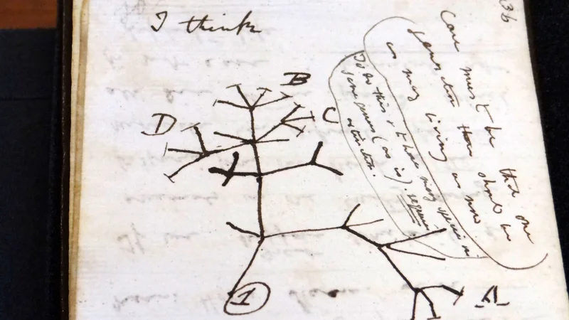 V univerzitetni knjižnici v Cambridgeju so se razveselili vrnjenih Darwinovih rokopisov, med temi je tudi skica drevesa življenja iz leta 1837. FOTO: Stuart Roberts/University of Cambridge/AFP