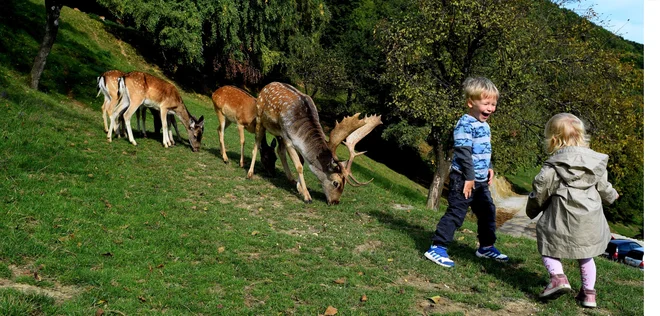 Jelenov greben je priljubljen predvsem pri družinah. FOTO: Jelenov greben
