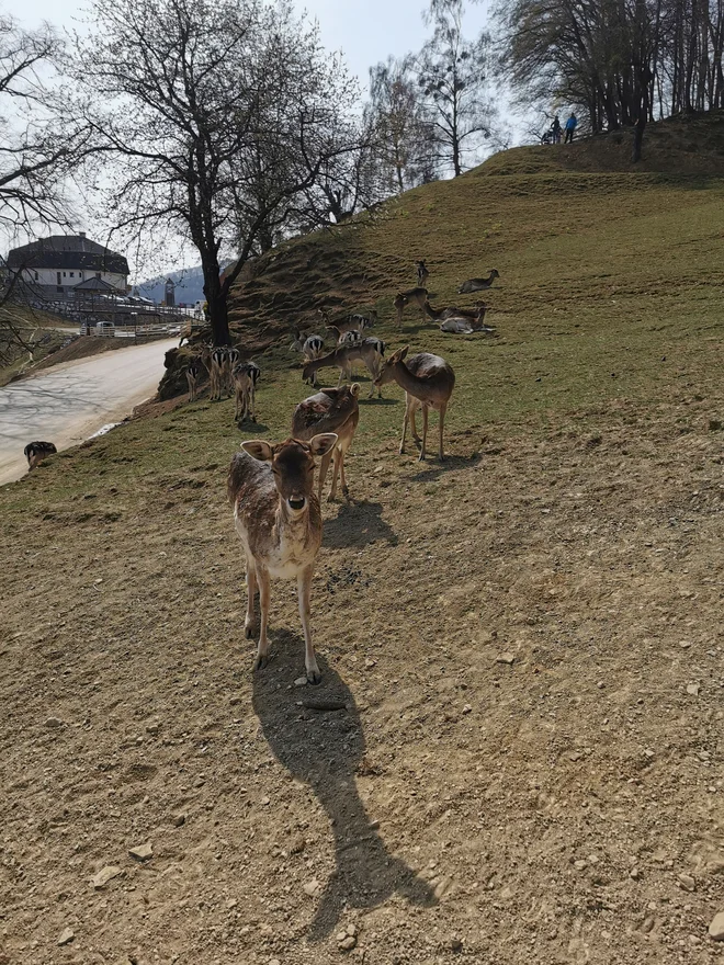 Divjad ima najraje koruzo. FOTO: Beti Burger
