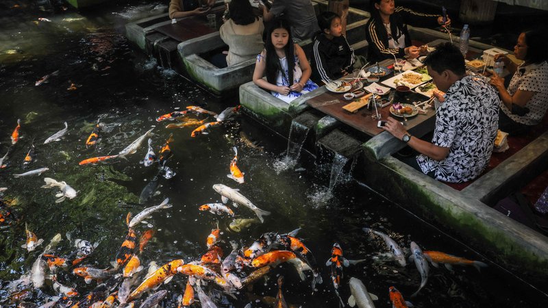Fotografija: Gostje opazujejo plavajoče krape v restavraciji z ribjo tematiko v tajskem mestu Chiang Mai. Foto: Jack Taylor/Afp
