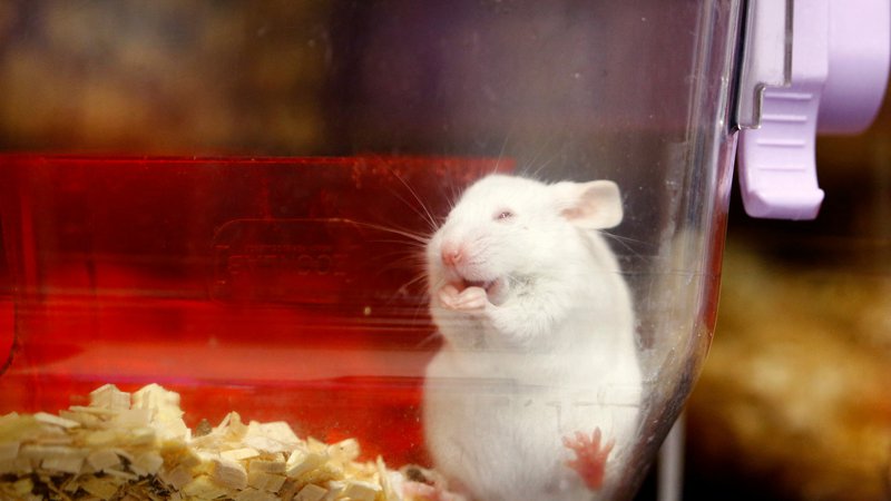 Fotografija: Trenutno si delim delovno sobo z mišjim samcem Mikijem. FOTO: Arnd Wiegmann/Reuters
