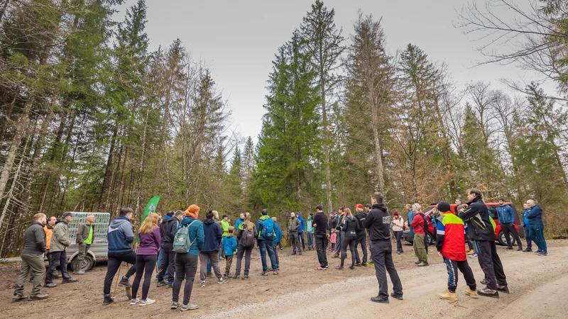 Fotografija: V Kočevski Reki so posadili preko 4000 sadik smreke, javorja in češnje, v Trnovskem gozdu pa 3000 mladih smrek in bukev. FOTO: Anže Furlan