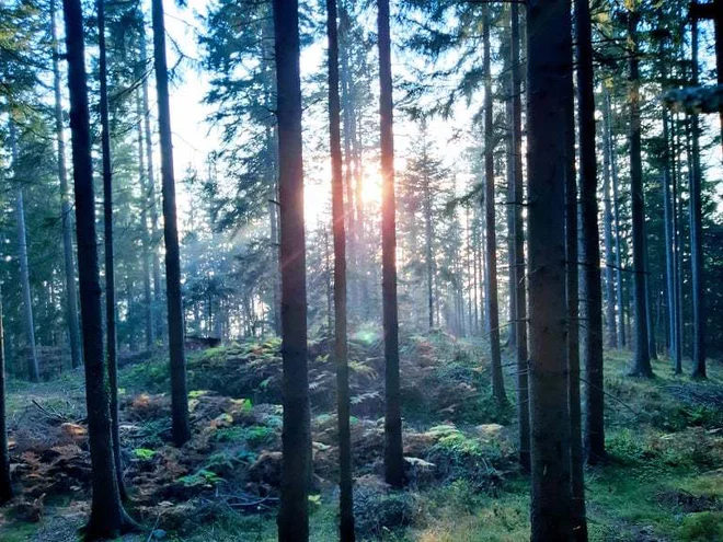 Osrednja junakinja Lilit živi v kontejnerju v bližini gozda, kjer poskuša biti z gojenjem raznih vrtnin čim bolj samooskrbna. FOTO:&nbsp;Tina Horvat

