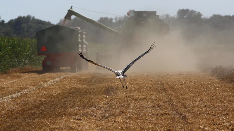 Letos se bo morala evropska kmetijska politika usmeriti v zagotavljanje zadostne ponudbe poljščin na celotnem območju EU. FOTO: Jože Pojbič