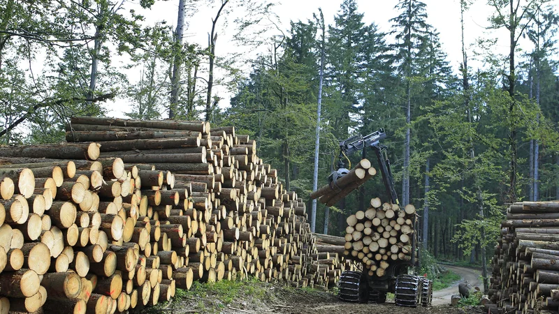 Fotografija: Hlod je stisnil glavo otroka. FOTO: Leon Vidic/Delo