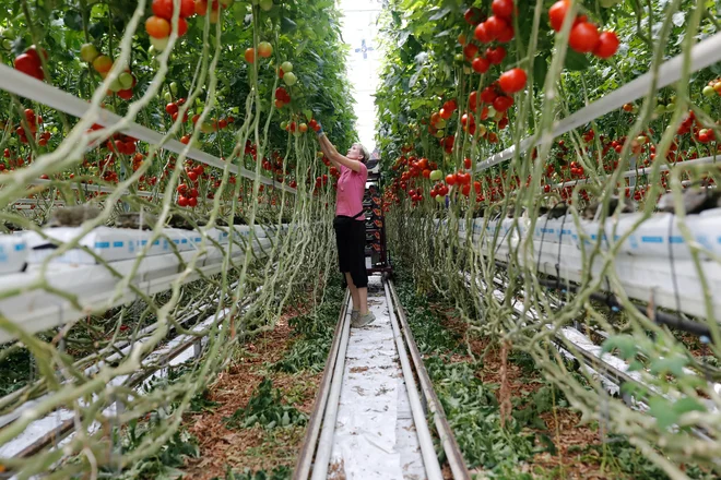 V Generali GEF so podprli tudi podjetje Paradajz, ki je generator slovenske pridelave visokokakovostnega paradižnika na tehnološko najnaprednejši in do okolja prijazen način. FOTO: Uroš Hočevar/Delo