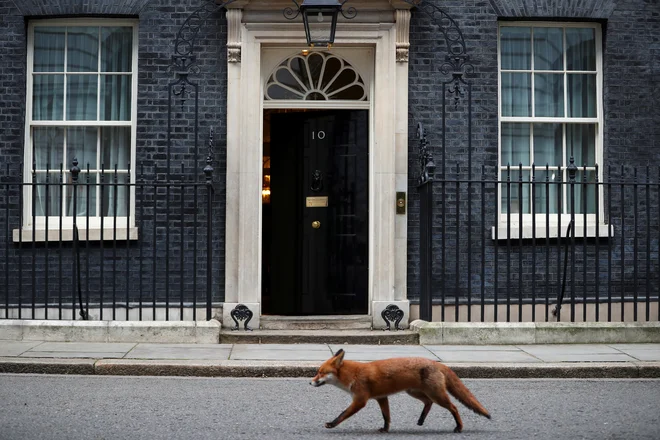 Prava mala gozdna zverinica. FOTO: Hannah Mckay/Reuters