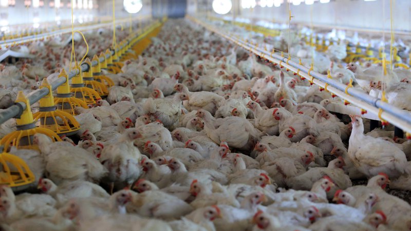 Fotografija: Globalno se v živinoreji porabi kar 66 odstotkov vseh antibiotikov, v Evropi pa več kot 60 odstotkov. FOTO: Tadej Regent
