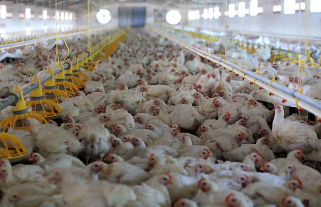 Globalno se v živinoreji porabi kar 66 odstotkov vseh antibiotikov, v Evropi pa več kot 60 odstotkov. FOTO: Tadej Regent
