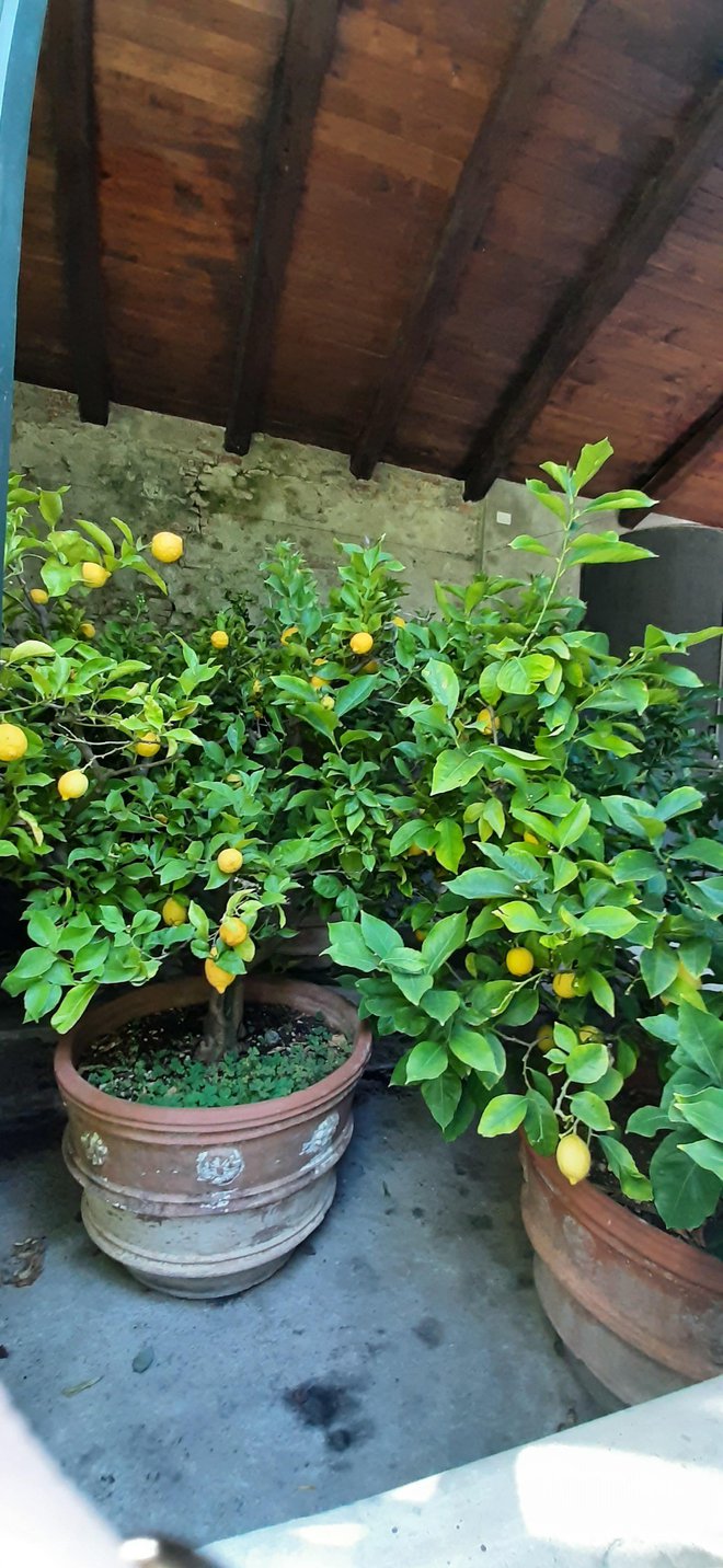 Nepozaben je vstop v oranžerijo palače Pfanner, kjer domuje nepregledna množica bogato obloženih limonovcev v loncih. FOTO: osebni arhiv
