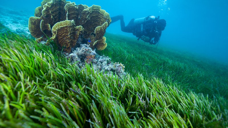 Fotografija: Propadanje podvodnih travnikov bo imelo uničujoč vpliv na ribje vrste, opozarjajo raziskovalci. FOTO: Shutterstock
