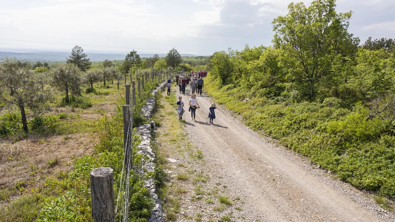 V tretji etapi spoznavajo pohodniki tipično kraško pokrajino. FOTO: Jure Batagelj