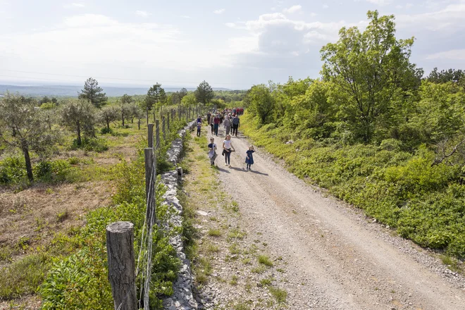 V tretji etapi spoznavajo pohodniki tipično kraško pokrajino. FOTO: Jure Batagelj

