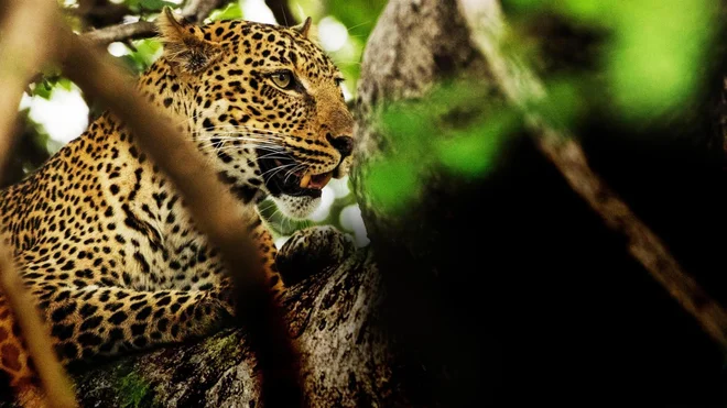 Raj – neukročeni planet: Luangwa – smaragdna dolina Foto Tv Slo
