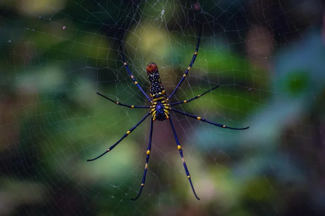 Ena izmed vrst zlatih mrežarjev Nephila Pilipes. FOTO: Shutterstock 
