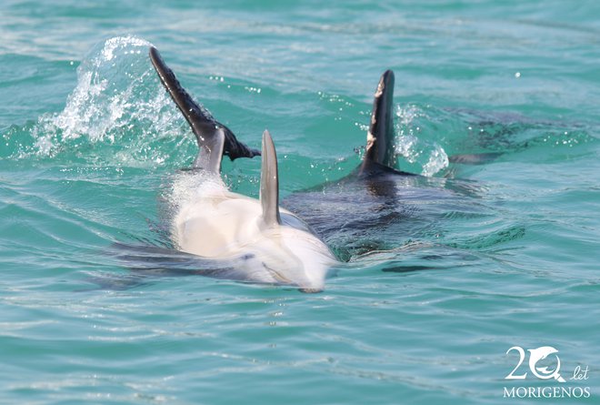 Mladiček navadnega delfina se razposajeno igra z materjo navadno delfinko. Foto Morigenos
