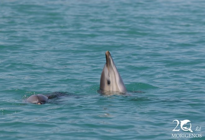 Takole kuka v koprski svet komaj dobro leto star navadni delfin. Foto Morigenos
