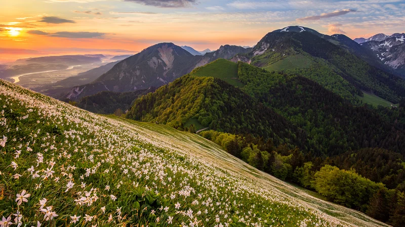 Fotografija: Bela preproga narcis se v teh dneh premika proti vrhu Golice. FOTO: Blaž Lavtar