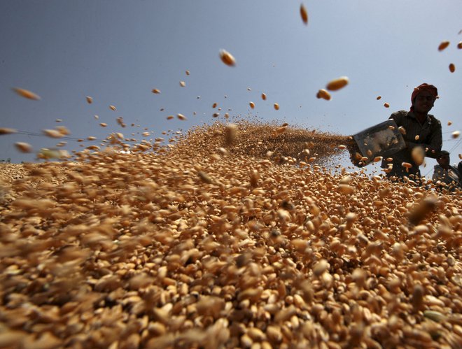 Rusija in Ukrajina proizvedeta 30 odstotkov pšenice na svetovni ravni in 69 odstotkov sončničnega olja. FOTO: Ajay Verma/Reuters
