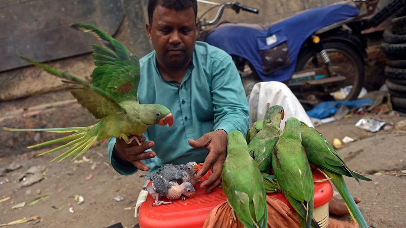 Fotografija: Prodajalec, ki prodaja papige, čaka na kupce na tržnici živali v Karačiju. Foto: Rizwan Tabassum/Afp
