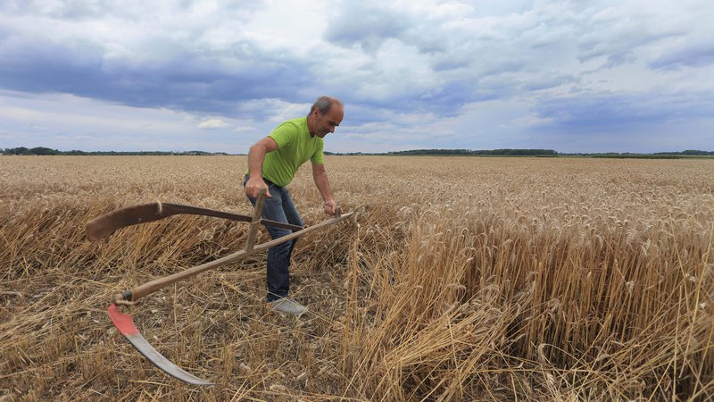 Fotografija: V ukrajinskih skladiščih je obtičalo 40 milijonov ton žit. Cilj je do konca julija izvoziti 20 milijonov ton. FOTO: Tadej Regent
