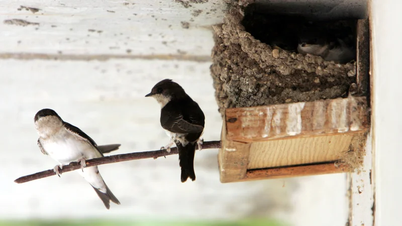 Fotografija: Na biotehničnih fakultetah dajejo za primer ravnovesje med pticami in insekti: če se namnoži veliko insektov, se poveča tudi populacija ptičev, ki se z insekti hranijo Foto Igor Modic/Delo
