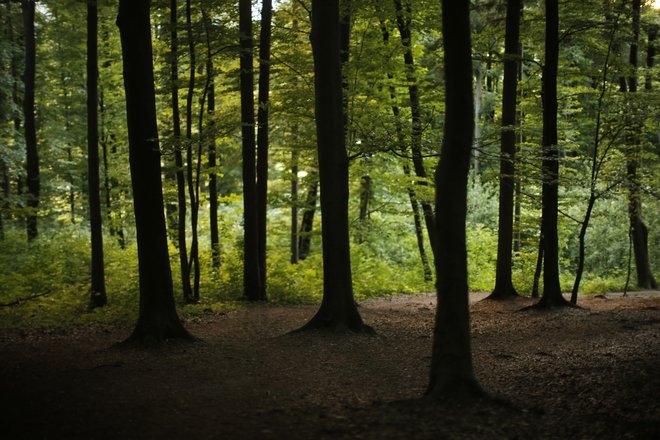 Gozdne krošnje oziroma neprekinjen zastor krošenj varuje pred segrevajočo se makroklimo, ki jo povzročajo antropogene podnebne spremembe, zato je mikroklima v gozdu hladnejša. FOTO: Jure Eržen
