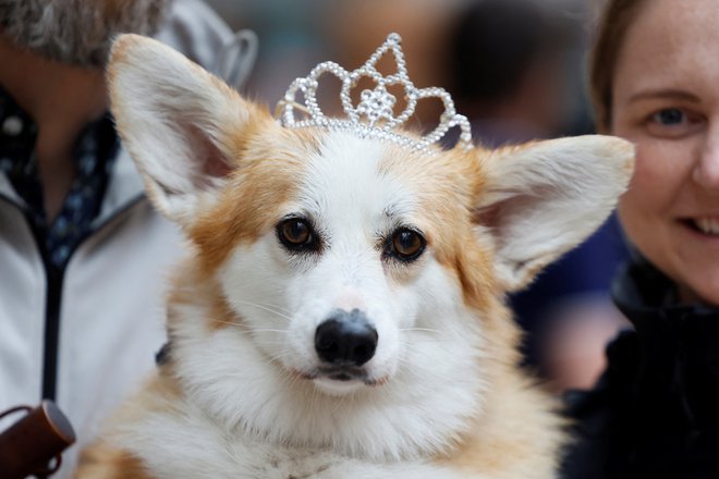 Psi pasme corgi so že desetletja člani britanske kraljeve družine, posebno mesto bodo imeli v jubilejnih povorkah, tudi kot lutke. FOTO: Blair Gable/ Reuters
