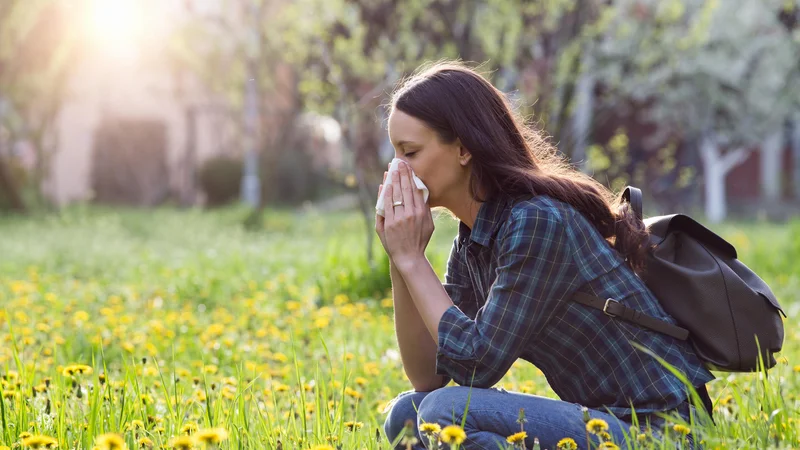 Fotografija: Najvišje obremenitve s cvetnim prahom so v laboratoriju ugotavljali v začetku aprila, povišane vrednosti pa so vztrajale ves april. FOTO: Shutterstock
