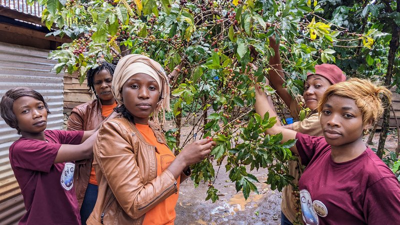 Fotografija: Kavovec je manjše drevo. Kavna zrna so v resnici semena plodov, ki pordečijo, ko so zreli. FOTO: Crispin Kyalangalilwa/Reuters
